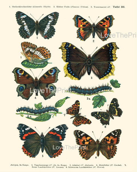EUROPEAN BUTTERFLY PRINT  Botanical Art Print 1 Beautiful Butterflies Raupe Admiral