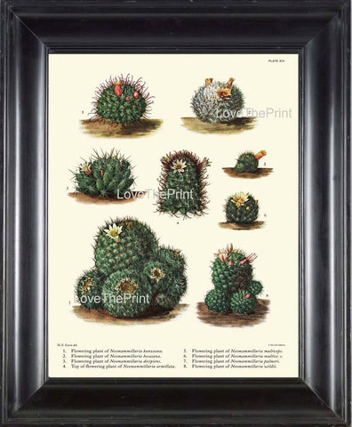 BOTANICAL PRINT CACTUS  Art Print 7 Beautiful Cactus Plants Flower Tropical Illustration Garden Nature Home Wall Decor to Frame