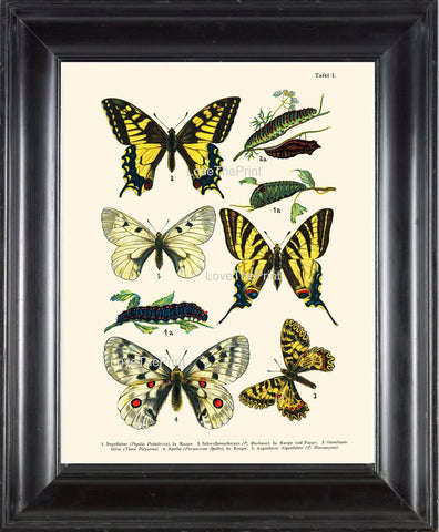 EUROPEAN BUTTERFLY PRINT  Botanical Art Print 3 Beautiful Butterflies Raupe Apollo Caterpillar Spring Summer Garden to Frame
