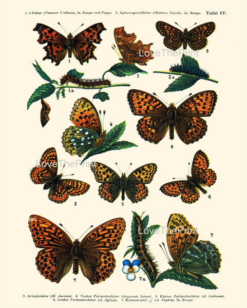 EUROPEAN BUTTERFLY PRINT  Botanical Art Print 4 Beautiful Butterflies Caterpillar Spring Summer Flower Garden to Frame