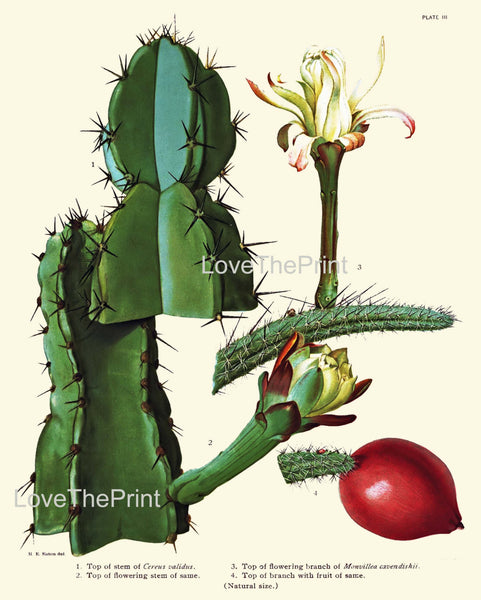 BOTANICAL PRINT CACTUS Flower  Botanical Art Print 8 Beautiful White Blooming Cactus Red Berry Fruit Flowers Garden
