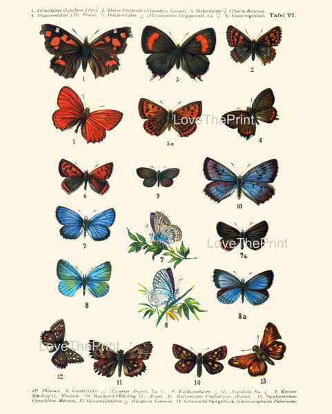 EUROPEAN BUTTERFLY PRINT  Botanical Art Print 6 Beautiful Blue Red Butterflies