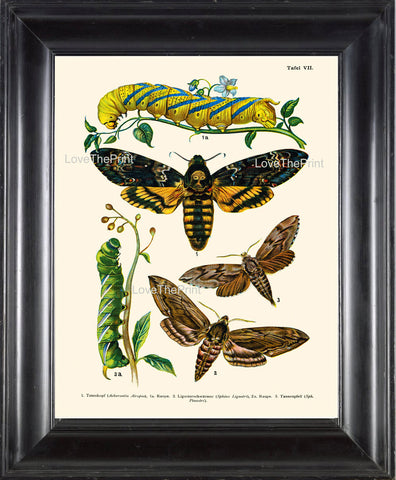 EUROPEAN BUTTERFLY PRINT  Botanical Art Print 7 Beautiful Butterflies Caterpillar Garden Insect Nature to Frame