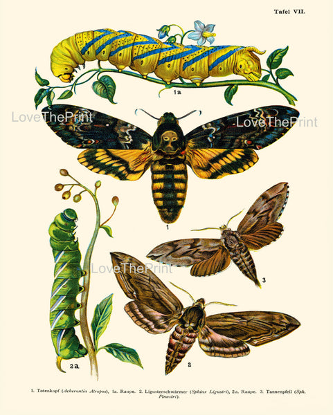 EUROPEAN BUTTERFLY PRINT  Botanical Art Print 7 Beautiful Butterflies Caterpillar Garden Insect Nature to Frame