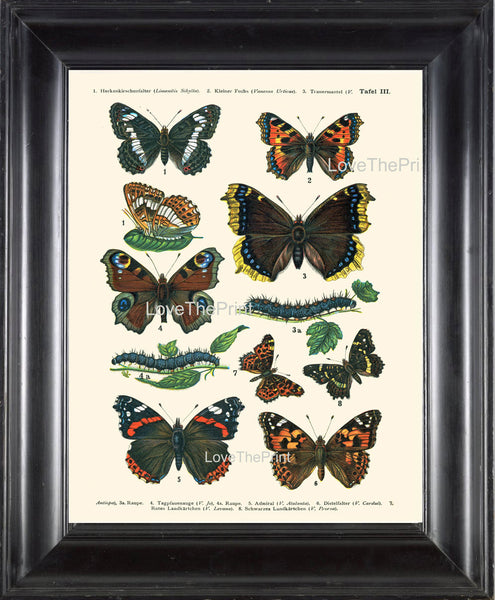 EUROPEAN BUTTERFLY PRINT  Botanical Art Print 1 Beautiful Butterflies Raupe Admiral