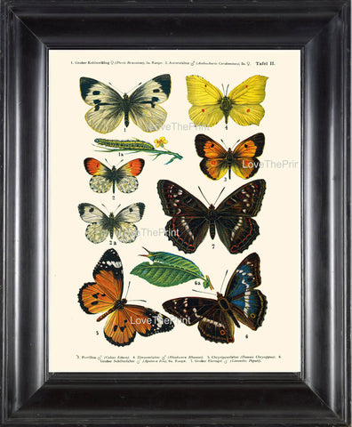 EUROPEAN BUTTERFLY PRINT  Botanical Art Print 2 Beautiful Butterflies Postillon Yellow Green Caterpillar Insect Green Leaves