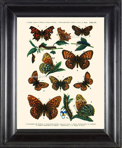 EUROPEAN BUTTERFLY PRINT  Botanical Art Print 4 Beautiful Butterflies Caterpillar Spring Summer Flower Garden to Frame