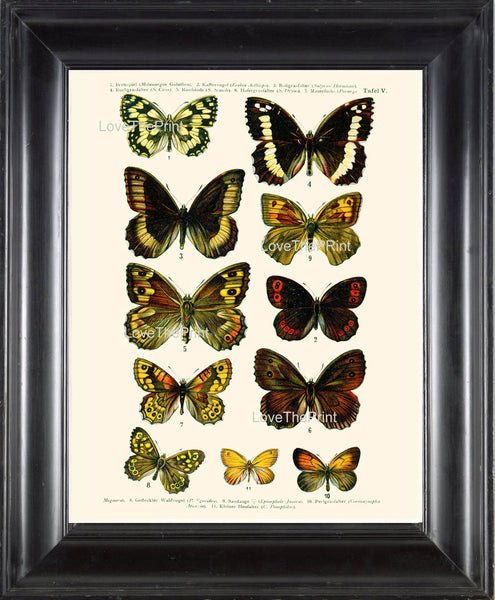 EUROPEAN BUTTERFLY PRINT  Botanical Art Print 5 Beautiful Butterflies Spring Summer Flower Garden to Frame Interior Design Home Decor