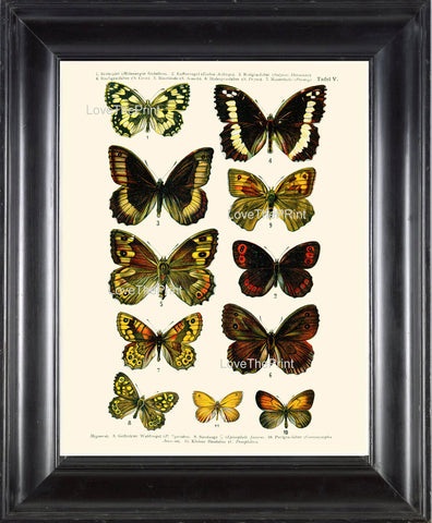 EUROPEAN BUTTERFLY PRINT  Botanical Art Print 5 Beautiful Butterflies Spring Summer Flower Garden to Frame Interior Design Home Decor