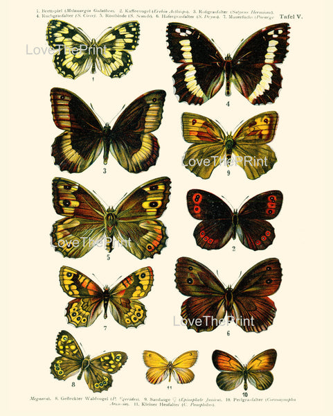EUROPEAN BUTTERFLY PRINT  Botanical Art Print 5 Beautiful Butterflies Spring Summer Flower Garden to Frame Interior Design Home Decor