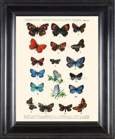 EUROPEAN BUTTERFLY PRINT  Botanical Art Print 6 Beautiful Blue Red Butterflies