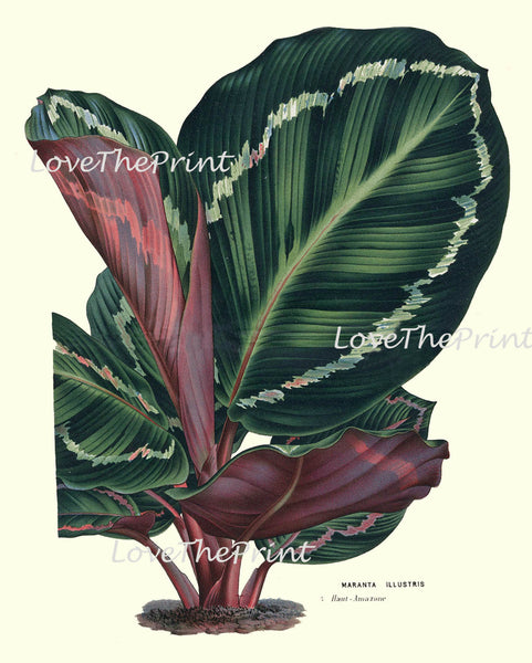 BOTANICAL PRINT HOUTTE  Art Print 53 Beautiful Large Peacock Plant Maranta Leaf Spring Summer Nature Flowers Garden Home Wall Decor
