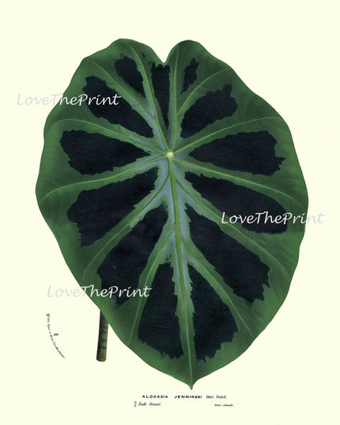 BOTANICAL PRINT HOUTTE  Art Print 54 Beautiful Large  Alocasia jenningsi Green Flower Leaf Spring Summer Nature Garden Home Wall Decor