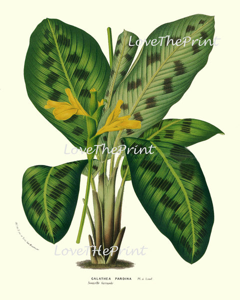 BOTANICAL PRINT HOUTTE  Art Print 58 Beautiful Galathea Pardina Plant Leaf Tropical Nature Yellow Flowers Antique Home Wall Decor