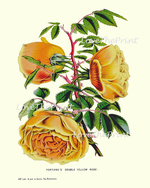 BOTANICAL PRINT HOUTTE  Art Print 145 Beautiful LargeYellow Cabbage Rose Rosebud Plant Flowers Spring Summer Garden Home Decor to Frame
