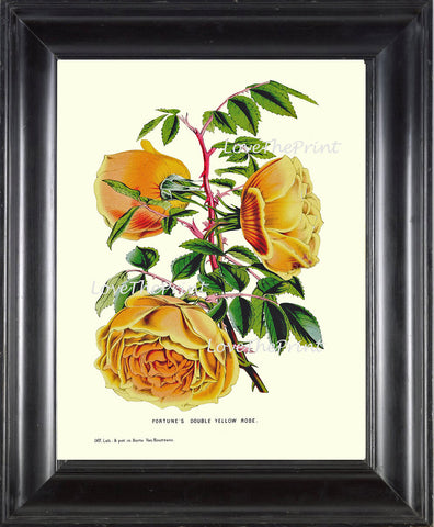 BOTANICAL PRINT HOUTTE  Art Print 145 Beautiful LargeYellow Cabbage Rose Rosebud Plant Flowers Spring Summer Garden Home Decor to Frame
