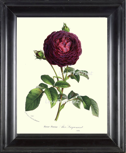 BOTANICAL PRINT HOUTTE  Art Print 152 Beautiful Burgundy Cabbage Rose Rosebud Blooming Flowers Spring Summer Garden Antique French