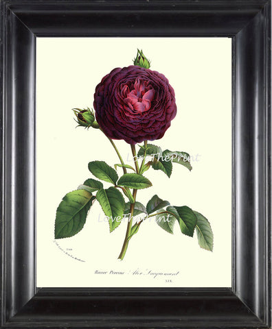 BOTANICAL PRINT HOUTTE  Art Print 152 Beautiful Burgundy Cabbage Rose Rosebud Blooming Flowers Spring Summer Garden Antique French