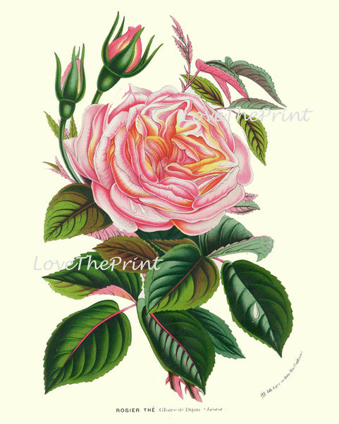 BOTANICAL PRINT HOUTTE  Art Print 136 Beautiful Antique Pink Yellow Peach Cabbage Rose Rosebud Flower Spring Summer Garden French Decor