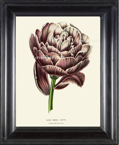 BOTANICAL PRINT HOUTTE  Art Print 160 Beautiful Antique Black Purple Tulip Flower Spring Summer Garden Plant Home Wall Room Decoration