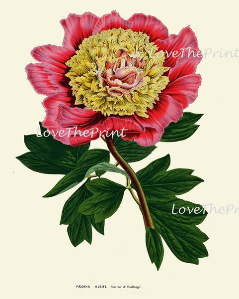 BOTANICAL PRINT HOUTTE  Art Print 175 Beautiful Antique Large Pink Yellow Peony Flower Spring Summer Garden Plant Home Room Decoration