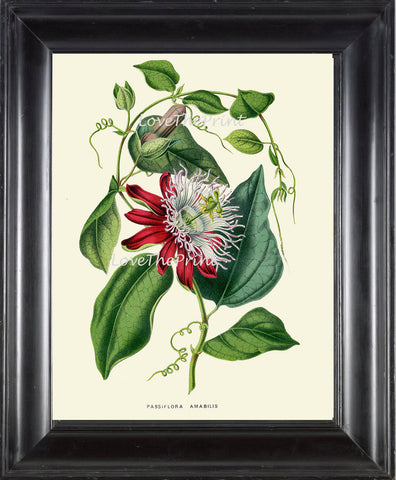 BOTANICAL PRINT HOUTTE  Art Print 166 Beautiful Antique Passion Flower llustration Interior Design Picture Tropical Room Decor to Frame