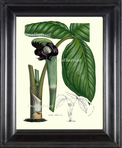 BOTANICAL PRINT HOUTTE  Art Print 55 Beautiful Cobra Lily Arisaema Ringens Green Flower Leaf Spring Summer Plant Picture Illustration