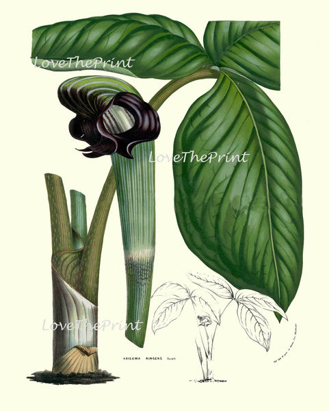 BOTANICAL PRINT HOUTTE  Art Print 55 Beautiful Cobra Lily Arisaema Ringens Green Flower Leaf Spring Summer Plant Picture Illustration