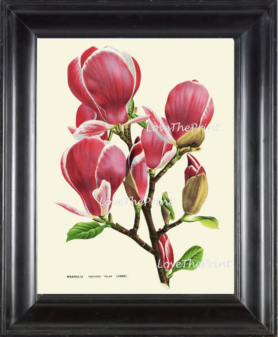 BOTANICAL PRINT HOUTTE  Art Print 174 Beautiful Large Antique Pink Magnolia Flower Spring Summer Flower Tree Garden Home Decor to Frame