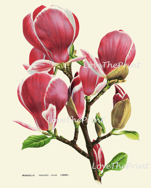 BOTANICAL PRINT HOUTTE  Art Print 174 Beautiful Large Antique Pink Magnolia Flower Spring Summer Flower Tree Garden Home Decor to Frame