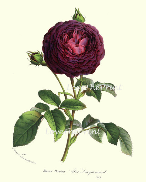 BOTANICAL PRINT HOUTTE  Art Print 152 Beautiful Burgundy Cabbage Rose Rosebud Blooming Flowers Spring Summer Garden Antique French