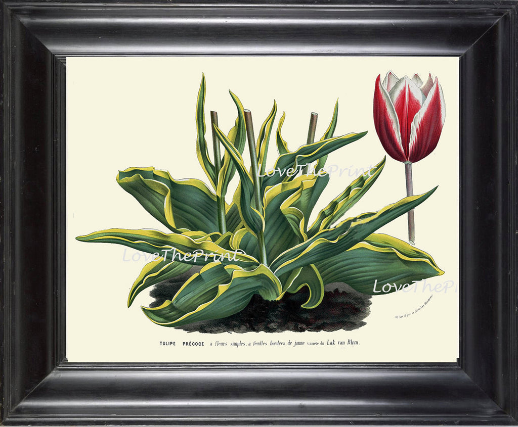 BOTANICAL PRINT HOUTTE  Art 177 Beautiful Large Antique Pink White Tulip Flower Garden Home Wall Room Decor Interior Design to Frame
