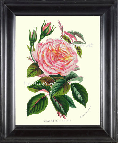 BOTANICAL PRINT HOUTTE  Art Print 136 Beautiful Antique Pink Yellow Peach Cabbage Rose Rosebud Flower Spring Summer Garden French Decor