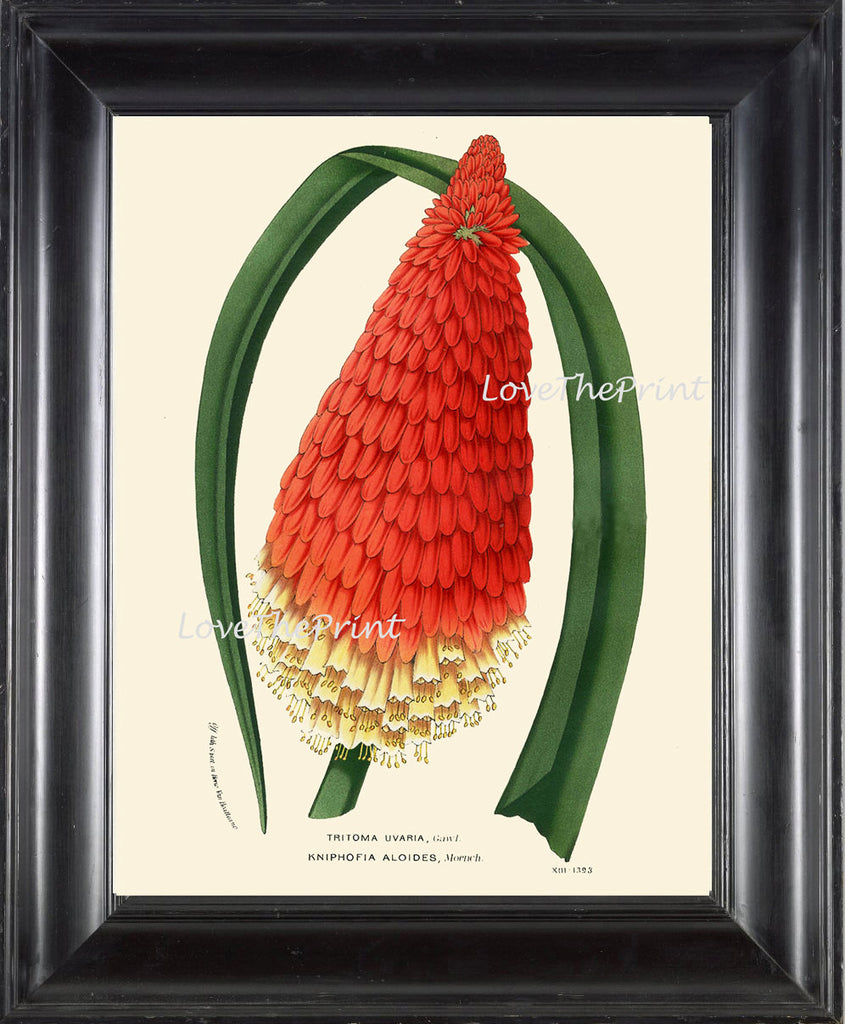 BOTANICAL PRINT HOUTTE  Art Print 103 Beautiful Antique Red Torch Lily Hot Poker Blooming Flowers Spring Summer Garden Antique French