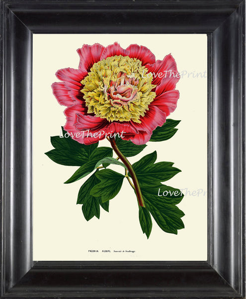 BOTANICAL PRINT HOUTTE  Art Print 175 Beautiful Antique Large Pink Yellow Peony Flower Spring Summer Garden Plant Home Room Decoration