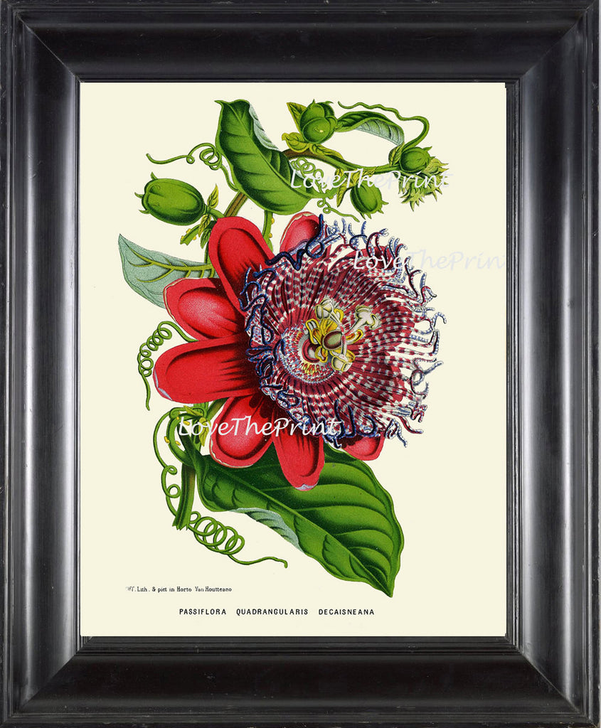 BOTANICAL PRINT HOUTTE  Art Print 168 Beautiful Antique Passion Flower Tropical Garden Plant Home Room Wall Decor Decoration to Frame