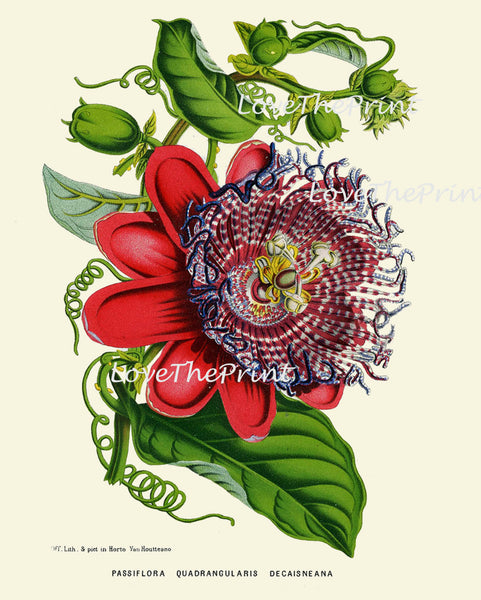 BOTANICAL PRINT HOUTTE  Art Print 168 Beautiful Antique Passion Flower Tropical Garden Plant Home Room Wall Decor Decoration to Frame