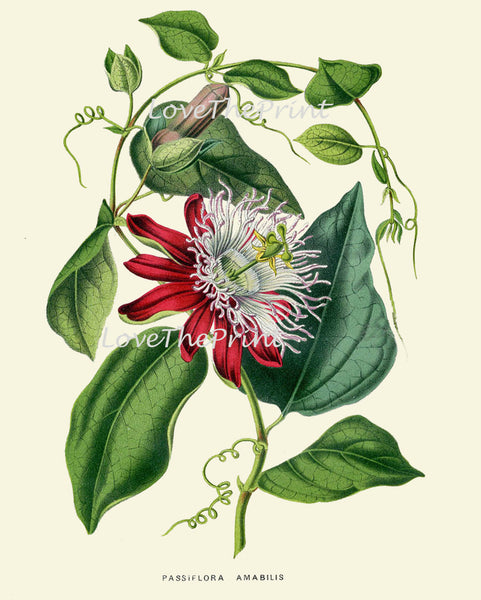 BOTANICAL PRINT HOUTTE  Art Print 166 Beautiful Antique Passion Flower llustration Interior Design Picture Tropical Room Decor to Frame