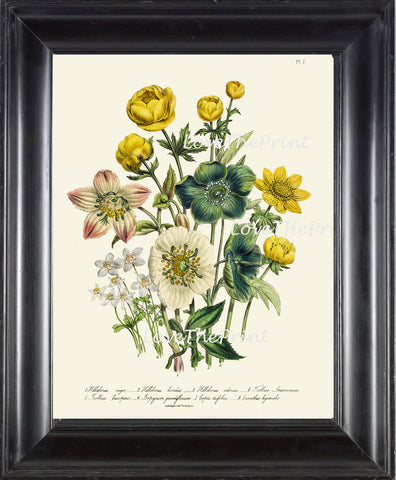 BOTANICAL PRINT Loudon Flower  Botanical Art Print 57 Beautiful Blue Antique Helleborus Iividus Yellow Green Marble Flowers Garden