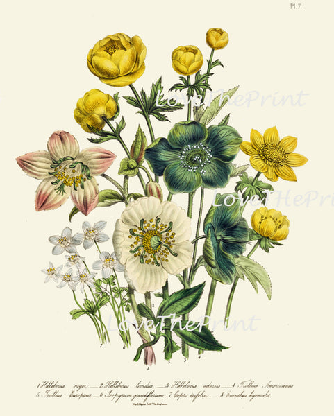 BOTANICAL PRINT Loudon Flower  Botanical Art Print 57 Beautiful Blue Antique Helleborus Iividus Yellow Green Marble Flowers Garden