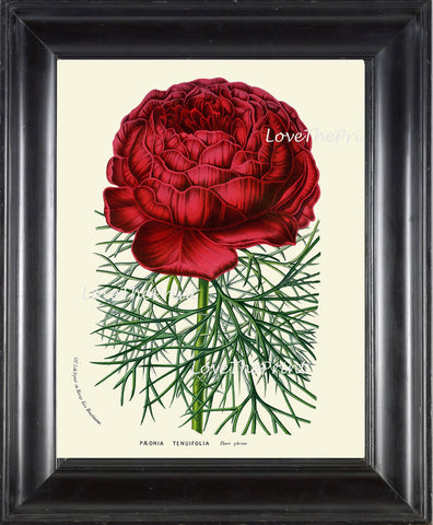 BOTANICAL PRINT HOUTTE  Art Print 116 Beautiful Large Red Peony Flower Spring Summer Nature Flowers Garden Home Wall Decor
