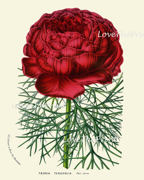 BOTANICAL PRINT HOUTTE  Art Print 116 Beautiful Large Red Peony Flower Spring Summer Nature Flowers Garden Home Wall Decor