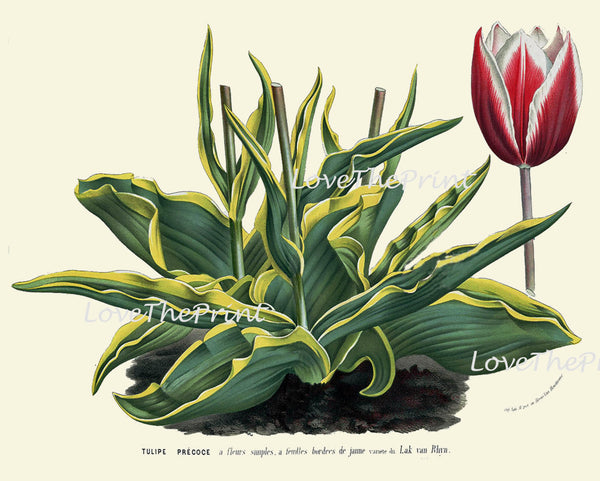 BOTANICAL PRINT HOUTTE  Art 177 Beautiful Large Antique Pink White Tulip Flower Garden Home Wall Room Decor Interior Design to Frame
