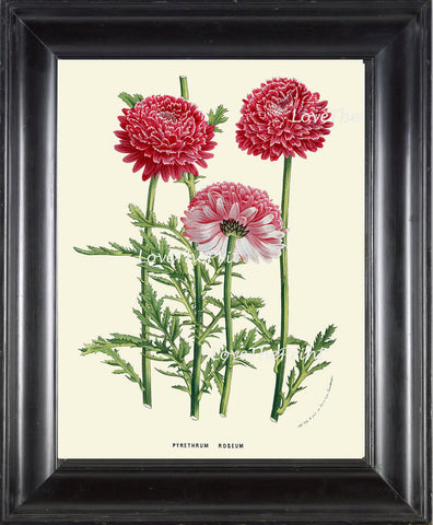 BOTANICAL PRINT HOUTTE  Art Print 172 Beautiful Pink White Daisy Antique Flower Spring Summer Nature Flowers Garden Home Wall Decor