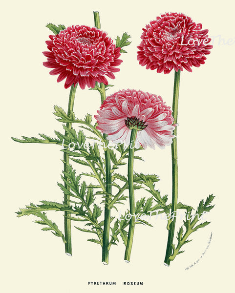 BOTANICAL PRINT HOUTTE  Art Print 172 Beautiful Pink White Daisy Antique Flower Spring Summer Nature Flowers Garden Home Wall Decor