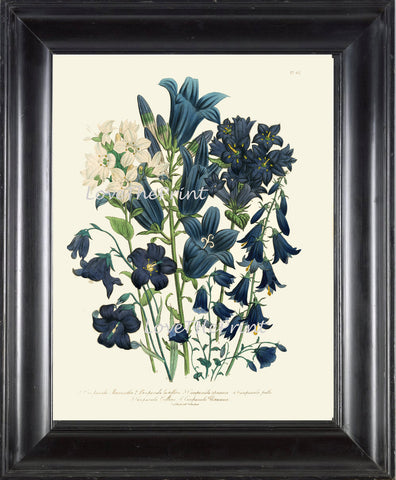 BOTANICAL PRINT Loudon Flower  Botanical Art Print 79 Beautiful Blue Antique Campanula Flowers Garden