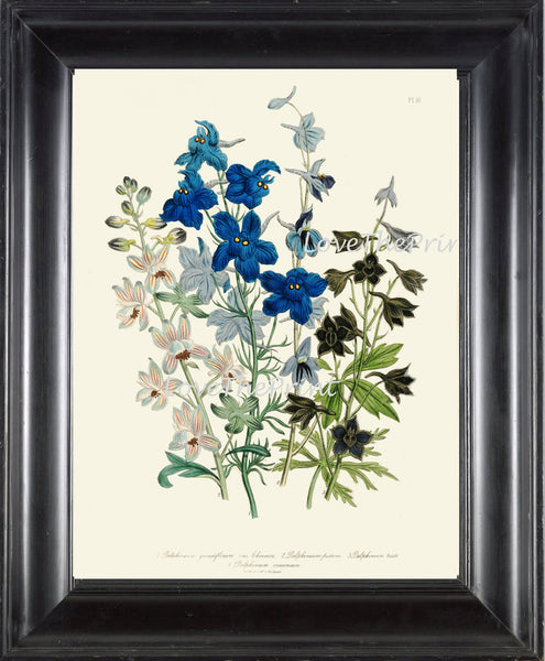 BOTANICAL PRINT Loudon Flower  Botanical Art Print 63 Beautiful Blue Antique Delphinium Flowers Garden