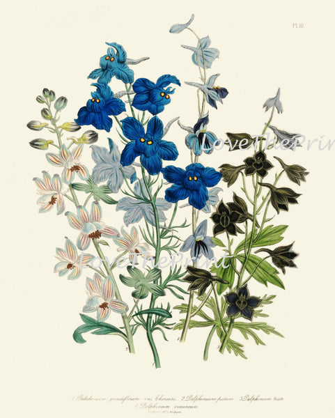 BOTANICAL PRINT Loudon Flower  Botanical Art Print 63 Beautiful Blue Antique Delphinium Flowers Garden