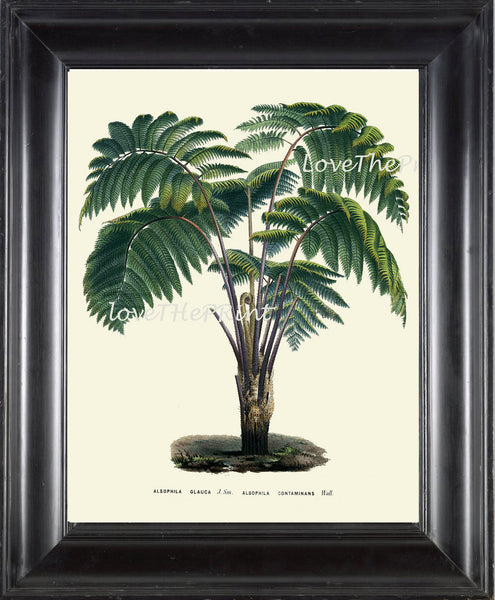 BOTANICAL PRINT Houtte Flower  Botanical Art Print 61 Beautiful Antique Palm Tree Tropical Island Garden Wall Home Decor to Frame