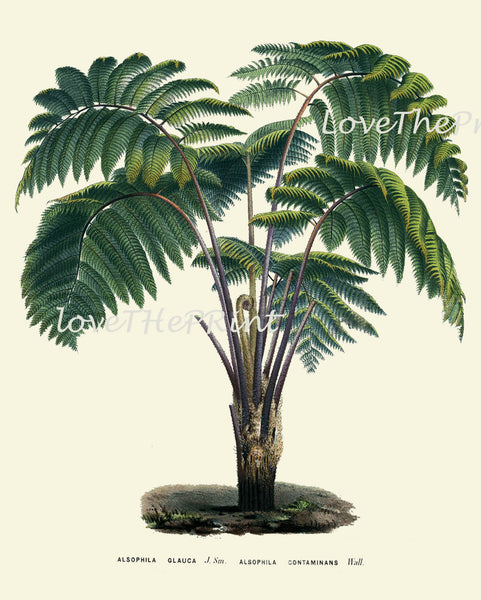 BOTANICAL PRINT Houtte Flower  Botanical Art Print 61 Beautiful Antique Palm Tree Tropical Island Garden Wall Home Decor to Frame